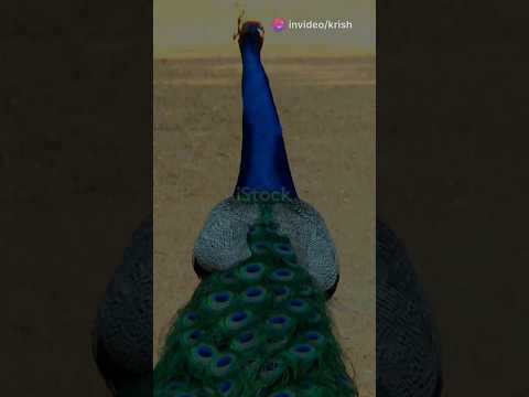 Mesmerizing Indian Peacock Dance | Ultimate visuals  2024-11-28