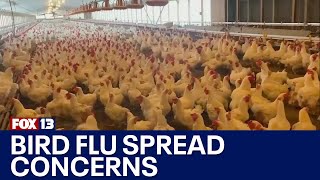 Bird flu spread concerns | FOX 13 Seattle