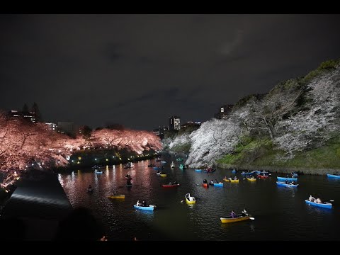 RG亂直播 千鳥之淵夜櫻