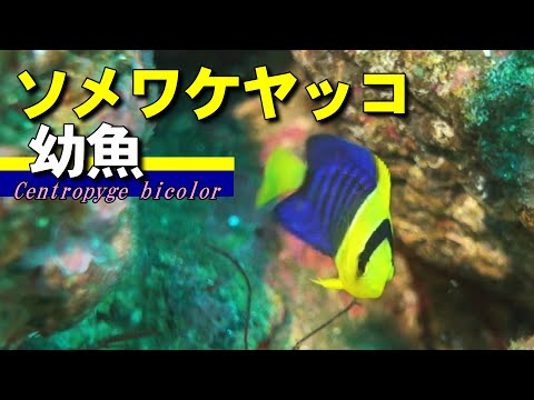 [ Bicolor angelfish ] Centropyge bicolor