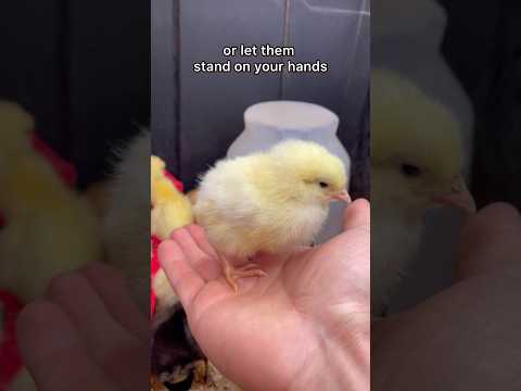 How To Pick Up Chicks Like A Pro 😎 #chicken #broodyhen #broody #cute #chicks #pickuplines