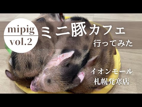 【ミニ豚カフェ】第二弾！行ってきた！先月に続き2回目のミニ豚カフェで癒されてきました！イオンモール札幌発寒　mypigさんへ！