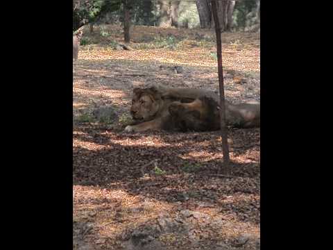 प्रद्युमन जूलोगिकल पार्क राजकोट | Pradhyuman Zoological Park Rajkot