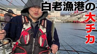 白老漁港で大チカ釣り