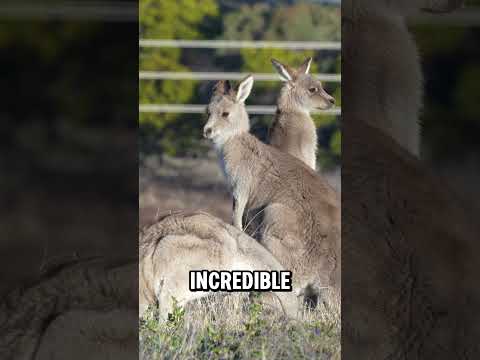 Kangaroos out in the wild!