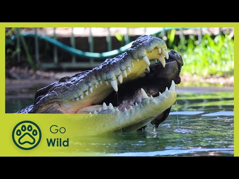 Crocodile’s jaw | Australia's Most Terrifying 2/2 | Go Wild