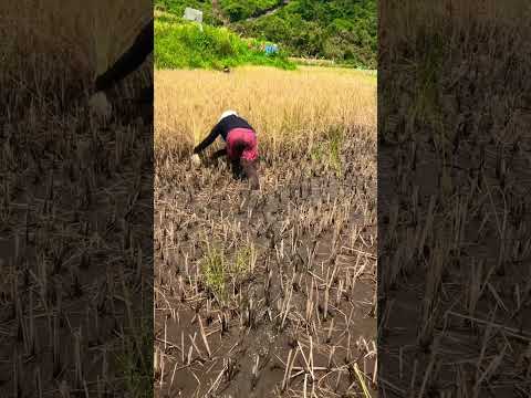 #harvest #harvesting #riceharvesting #riceharvest #bukid #bukidfeels #bukidlife #kabukiran