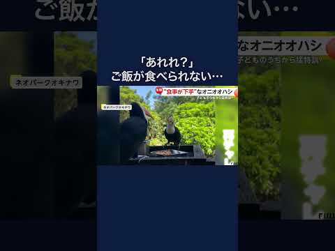 くちばしにエサ刺さり…“食事が下手”な　#オニオオハシ　１カ月猛特訓で一人前に　沖縄・ネオパークオキナワ　#shorts