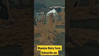 #mauviyadairyfarm #dairyfarm    #farmersofinstagram    #farmlife    #dairycows    #milkproduction