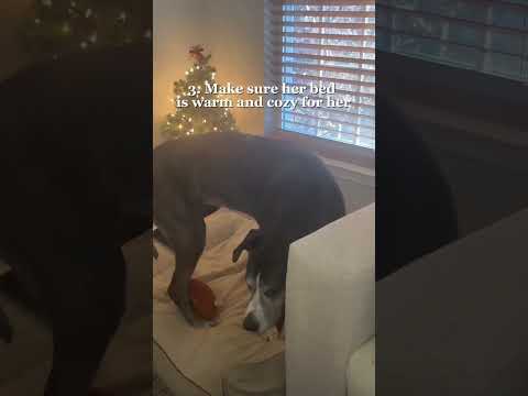 My Great Dane's 3 Step Calming Routine