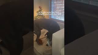 My Great Dane's 3 Step Calming Routine