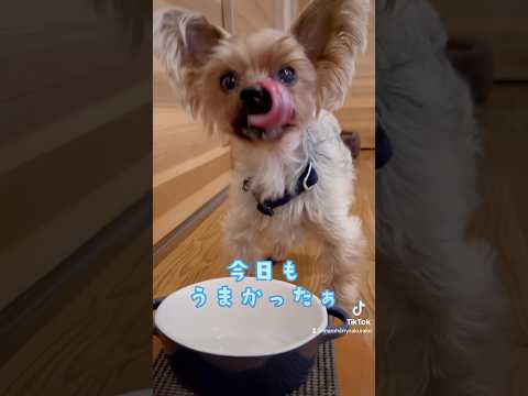 今日の「カツオ🐟とそばの実のごはん🥣」も旨かったぜ🐶💕🐶