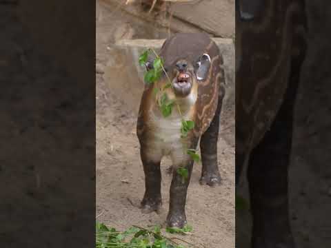 Soona the Tapir