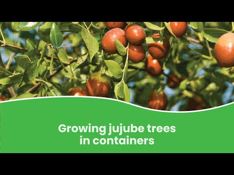 Growing Jujube Trees in Containers | How to Grow Jujube tree in Pot