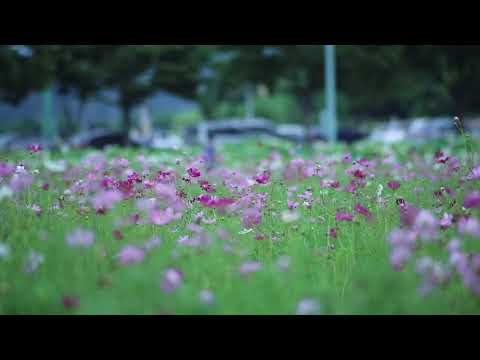 Field of Purple Flowers | Copyright Free Video Footage