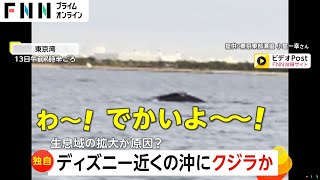 【なぜ】「わぁ～でかいよ～！」ディズニー近くの東京湾にザトウクジラ出現　“捕鯨禁止”の影響で生息域が拡大か