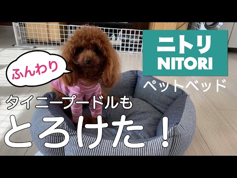 ニトリの犬をダメにすると噂のペットベッドをおしゃれに紹介♪【トイプードル】