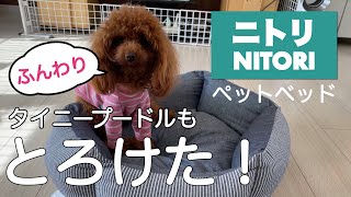 ニトリの犬をダメにすると噂のペットベッドをおしゃれに紹介♪【トイプードル】