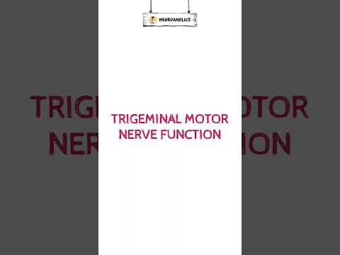 What muscles that are innervated by Trigeminal motor neuron. #shorts #trigeminal