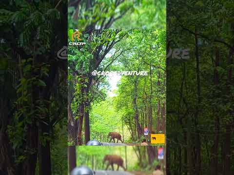 Majestic Elephant Strolls Through the Jungle 🌿🐘  #cropadventure #travel #elephant