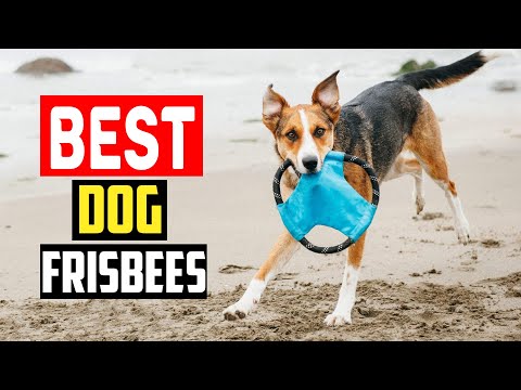 ✅Top 5 Best Dog Frisbees of 2024