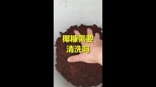 231 椰糠需要水洗吗？椰糠会烧苗吗？不水洗有什么后果？专业测试告诉你椰糠泡水有多少NPK肥力 --- 投筆從農朱叫獸 365挑戰之231