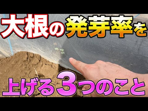 【今年は特に注意】大根の発芽率をあげて失敗させない方法について