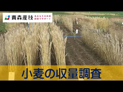 小麦の収量調査AS02【農林総合研究所】