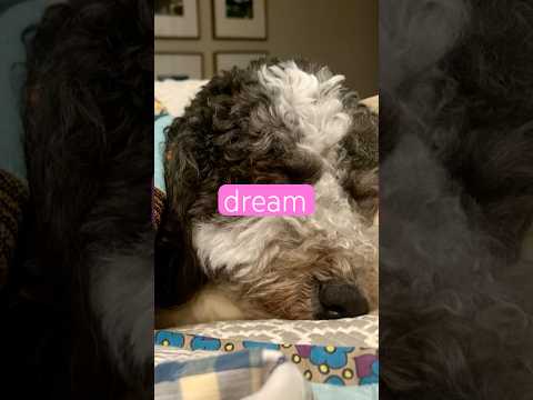 Bedtime Bernadoodle's Waking Dream (Doodle vs. Dolphin Part 2)