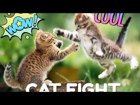 Cat figt |crazy cat| killings faiar