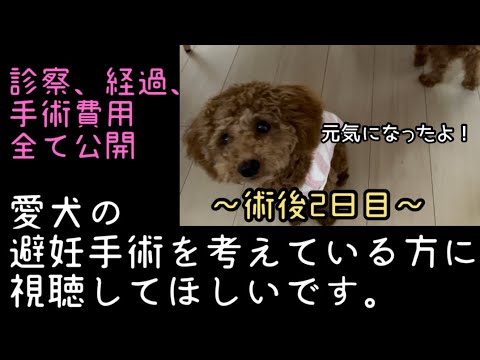 愛犬の避妊手術を考えている方に視聴してほしいです。術後2日目の記録。トイプードル