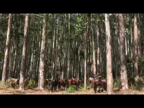 ワイピオ渓谷　乗馬ツアー　山コース　【ほろほろあいらんどツアーズ】