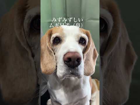 鼻垂れムギ兄者#beagle #ムギ #かわいい #ペット #犬のいる暮らし #dog #いぬ #鼻垂れ#みずみずしい#shorts