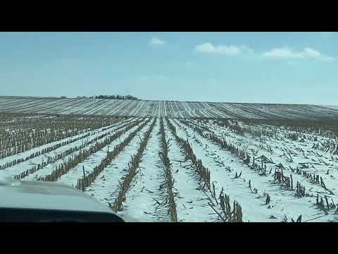 (Awesome Catch)  Coyote Hunting With Dogs