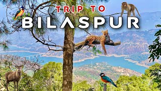 Trip to Bilaspur HP | Exploring Bilaspur Town | Jungle & Wildlife | Old Chandigarh Manali Highway