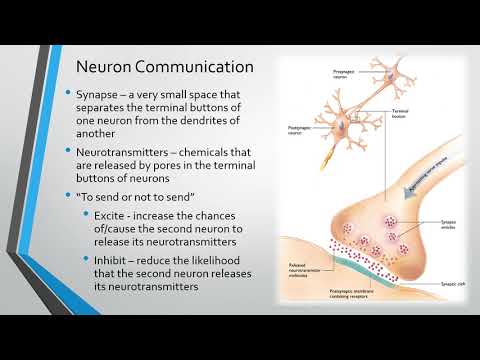 Module 2 - Neurons Recording