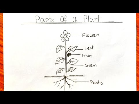 Plant science drawing for school project | Parts of Plant school drawing | Different Parts of Plant