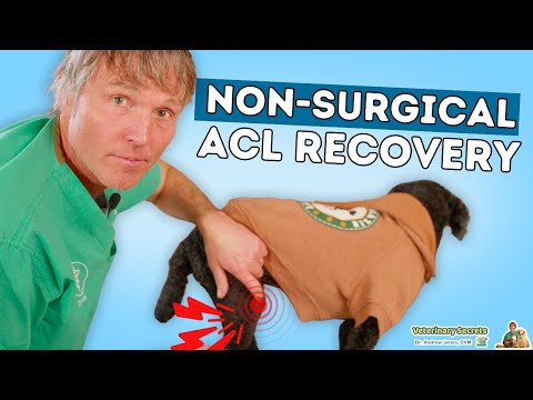 5 Steps to Healing Your Dog's ACL Injury WITHOUT Surgery