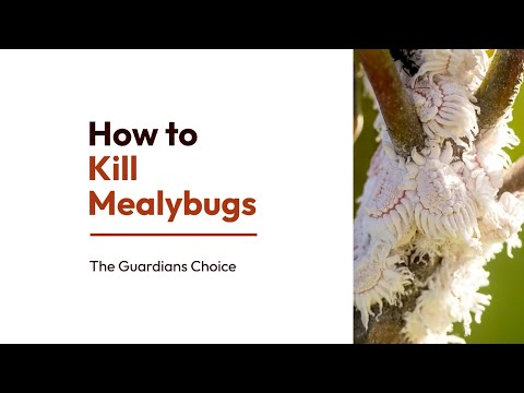 How to Kill Mealybugs | DIY Treatment and Prevention | The Guardian's Choice