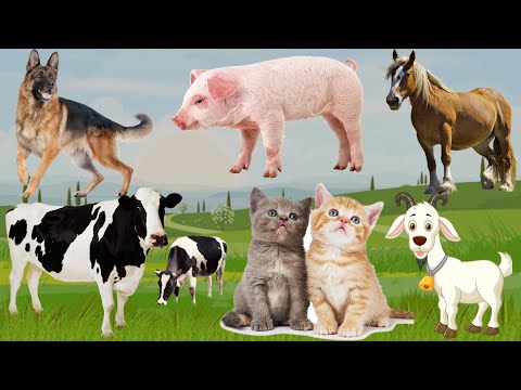 Collect Farm Animals: Cows, Horses, Piglets, Sheep, Goats, Chickens...Animal Sounds