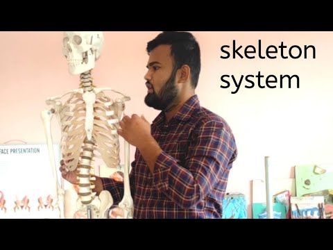 Skeletal System and All body Bones