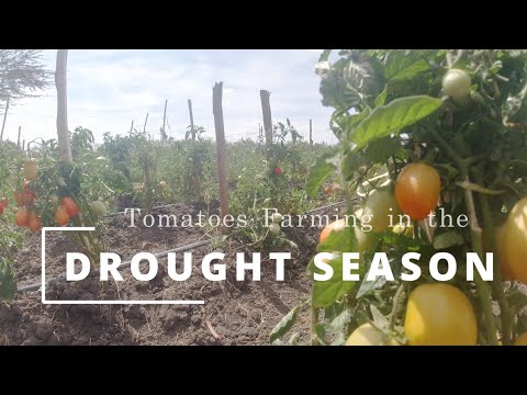 Tomato Farming within the Drought Season