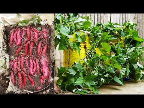 Growing Sweet Potatoes In Bags! No Garden Needed But Surprisingly Productive!