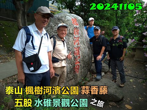 20241105 泰山楓樹公園蒜香藤五股水碓公園之旅