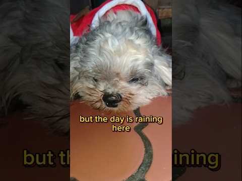 First day of December and it's raining.#samshihtzu #cutedog #viralshihtzu#trendingdog #yutubeshorts