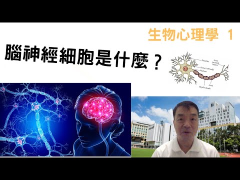 生物心理學01: #腦神經細胞#神經元#樹突#軸突#neuron #neurons #dendrites #axon