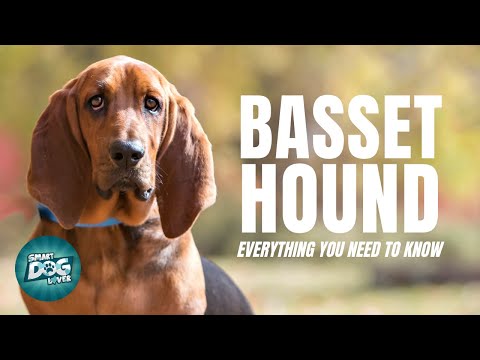 Basset Hound Dog Breed Guide | Dogs 101