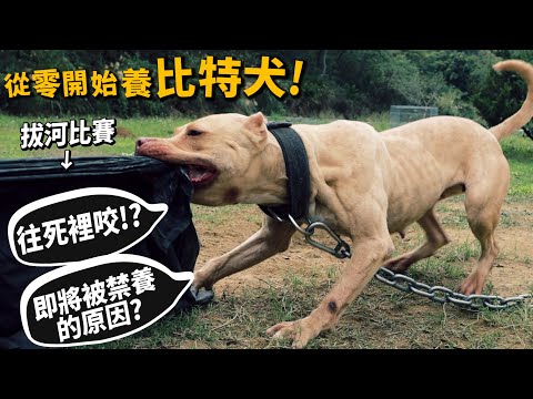 【從零開始養】比特犬!比特犬拔河!咬合驚人!咬住不放!即將被禁養的原因?被咬如何自保?【許伯簡芝】pit bull