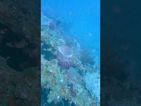 魚影や初の沈船に感動のバリ島ダイビングツアーでした！