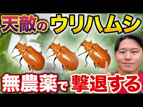 【こいつに困ってる？】キュウリ栽培で必ずといって良いほど出てくるウリハムシの撃退方法